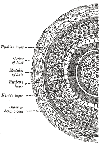 The Common Integument, Transverse section of hair follicle, Hyaline Layer, Cortex of hair, Medulla of hair, Huxley's Layer, H