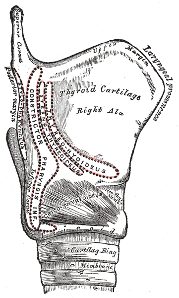 The Larynx, Side view of the larynx, showing muscular attachments, Thyrohyoideus, Sternothyroideus, Constrictor pharyngis inf