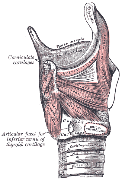 The Larynx, Muscles of larynx; Side view, Aryepiglotticus, Thyreo Epiglottitis, Thyro arytenoideus, Cricoarytenoideus posteri