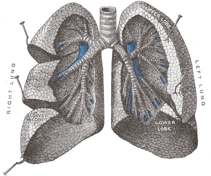 The Trachea and Bronchi,  Bronchi and bronchioles