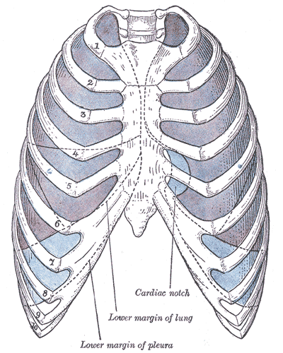 The Pleurae, Front view of thorax; showing the relations of the pleuræ and lungs to the chest wall, Pleura in blue; lungs in 