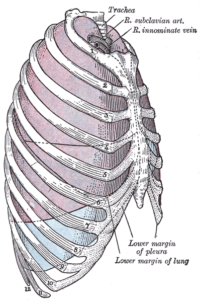 The Pleurae, Lateral view of thorax; showing the relations of the pleuræ and lungs to the chest wall, Pleura in blue; lungs i