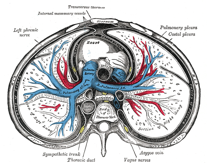 The Mediastinum, transverse section of the thorax, showing the contents of the middle and the posterior mediastinum, Left Phr