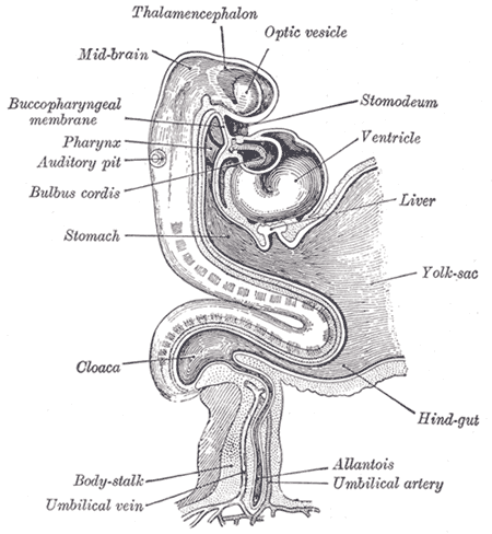 <p>The Digestive Apparatus