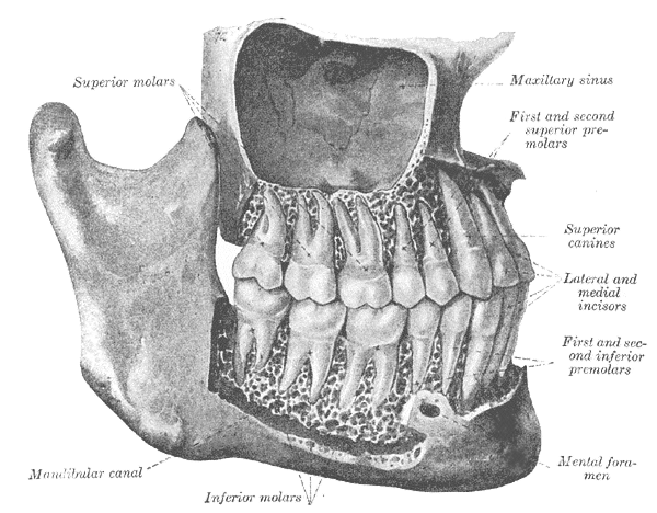 The Mouth, The permanent teeth; viewed from the right, Superior Molars, Mandibular canal, Maxillary Sinus, Superior Canines, 