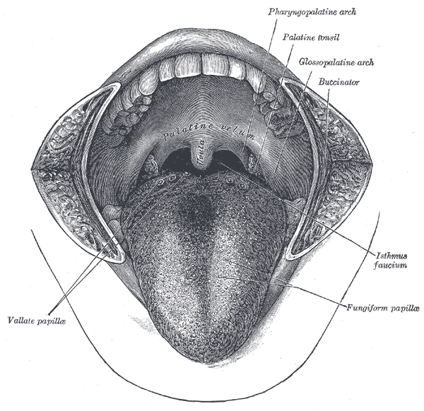 The Mouth, Mouth Cavity, Vallate papillae, Pharyngopalatine arch, Palatine Tonsil, Glossopalatine Arch, Buccinator, Isthmus f