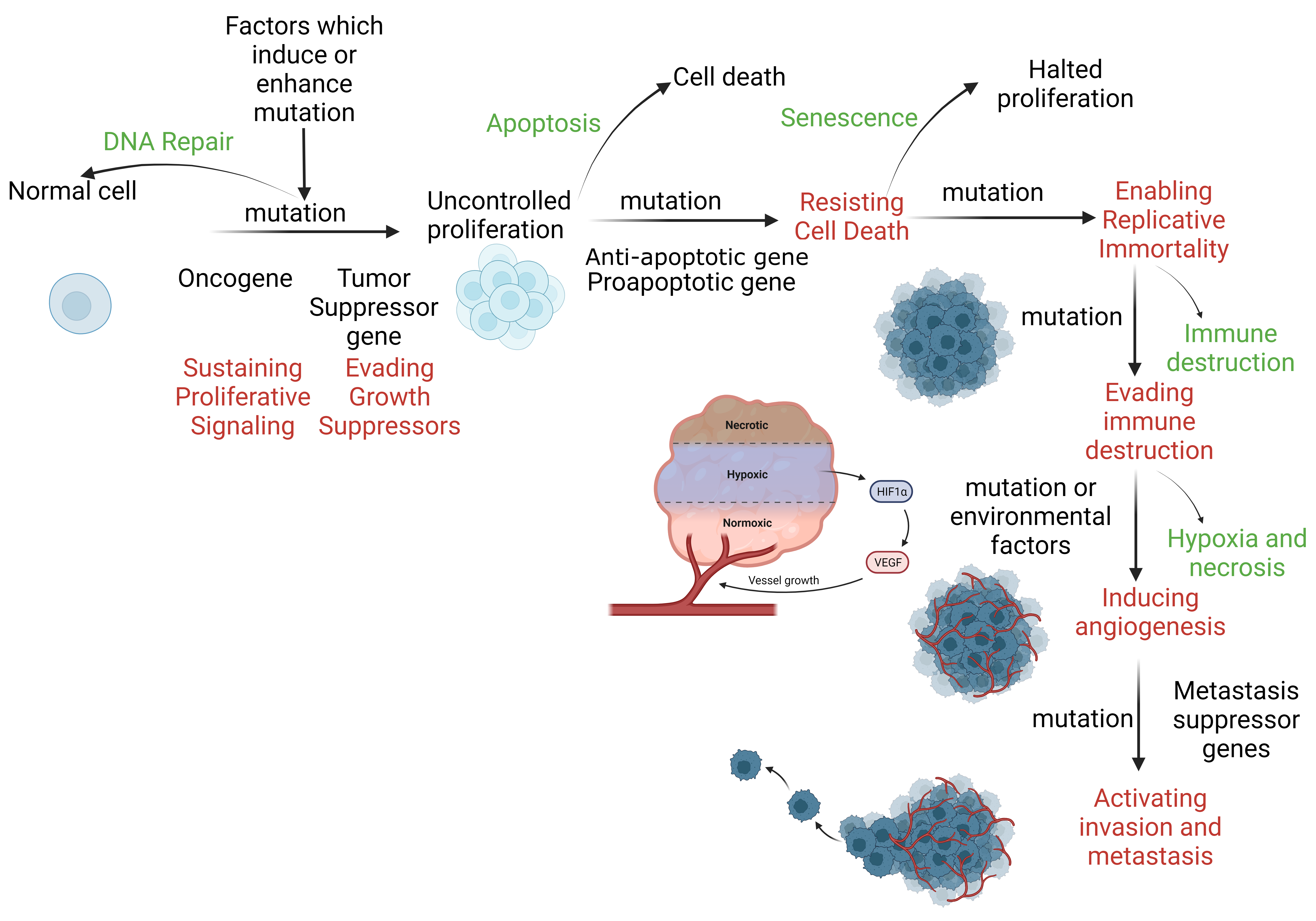 <p>DNA Repair and Apoptosis