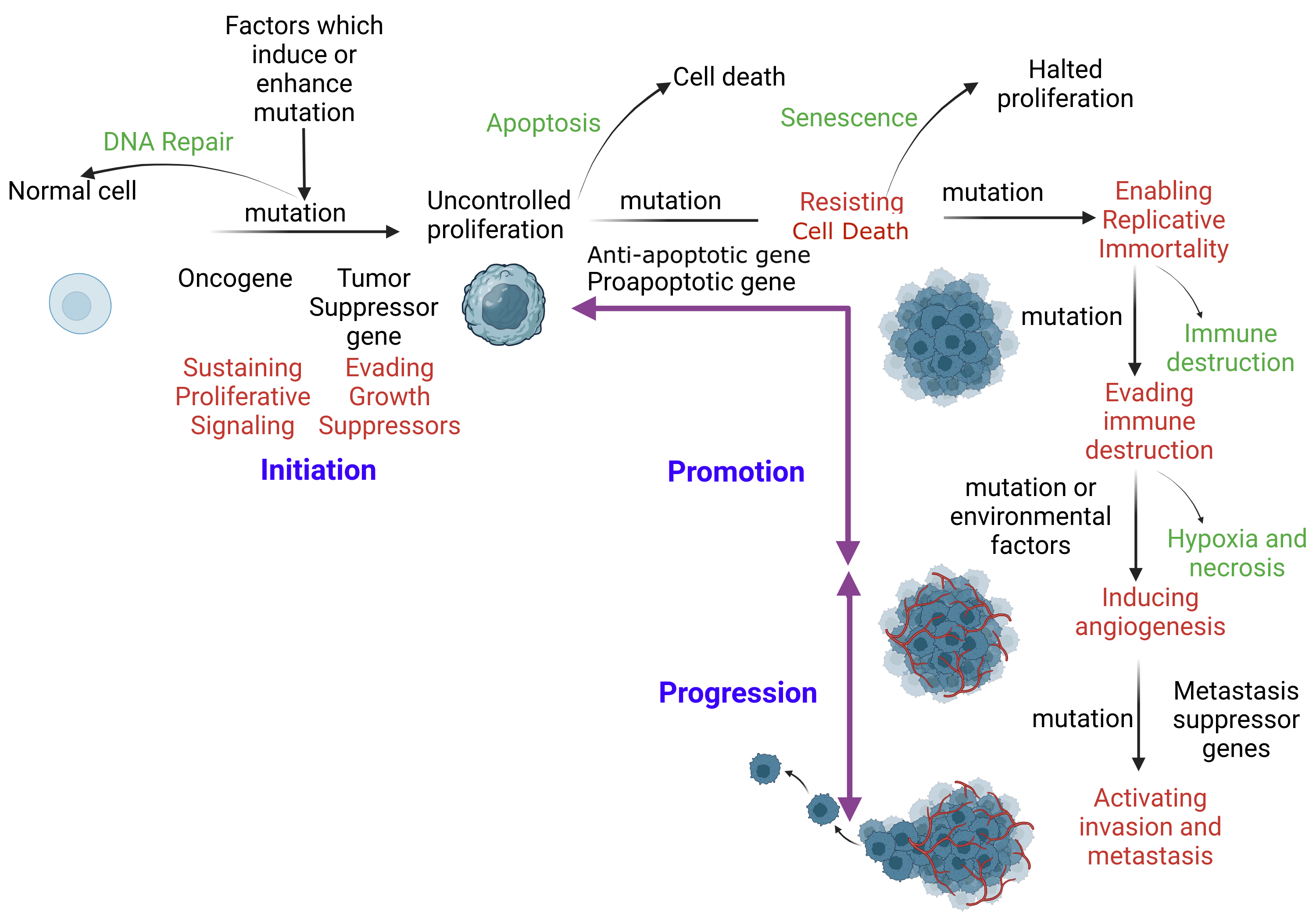 <p>Mechanism of Apoptosis