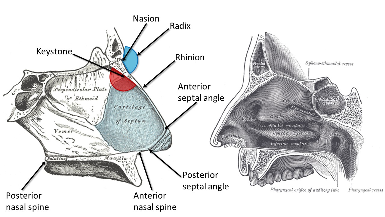 <p>Internal Nasal Anatomy