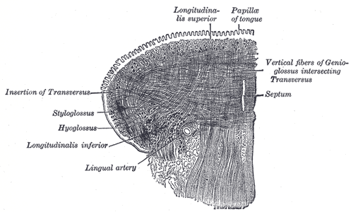 The Mouth, Coronal section of tongue; showing intrinsic muscles, Insertion of Transversus, Styloglossus, Hyoglossus, Longitud