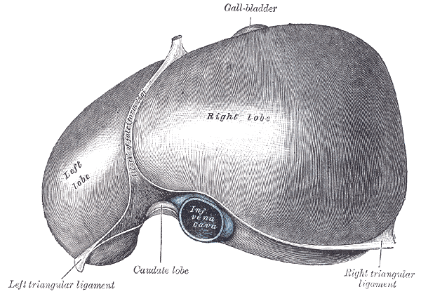 The Liver, The superior surface of the liver