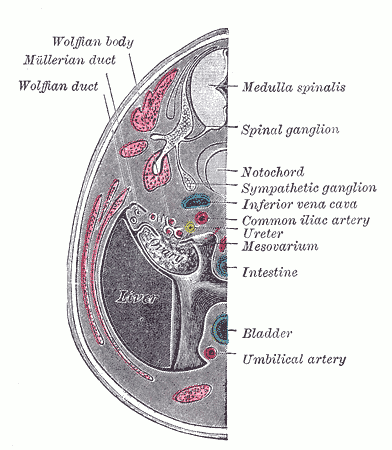 The Urogenital Apparatus,  Transverse section of human embryo eight and a half to nine weeks old, Wolffian body and duct, Mul