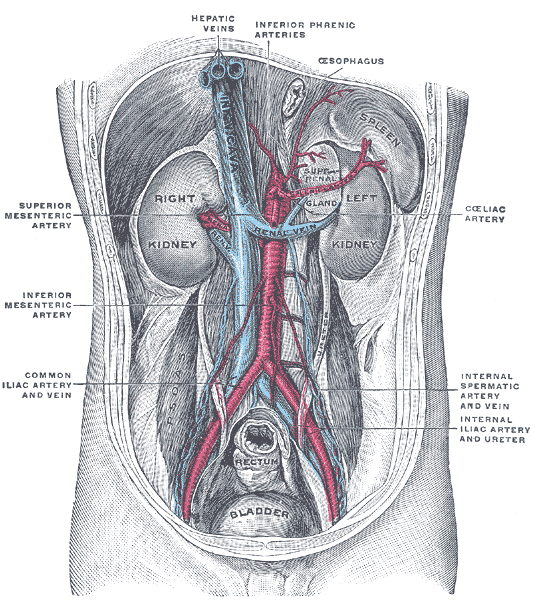 The Urinary Organs, Posterior abdominal wall; after removal of the peritoneum; showing kidneys, suprarenal capsules, and grea