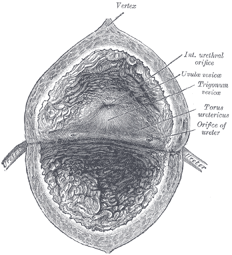 The Urinary Bladder, The interior of bladder, Vertex, Interior urethral orifice, Uvula Vesicae, Torus ureteric, Orifice of ur