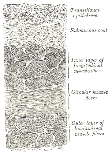 The Urinary Bladder, Vertical section of bladder wall, Transitional epithelium, Submucous coat, Inner layer of longitudinal m