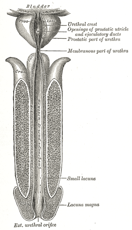 The male Urethra,  The male urethra laid open on its anterior Surface from above, lacuna, Prostate, bladder