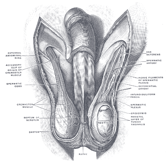 The Male Genital Organs, The scrotum