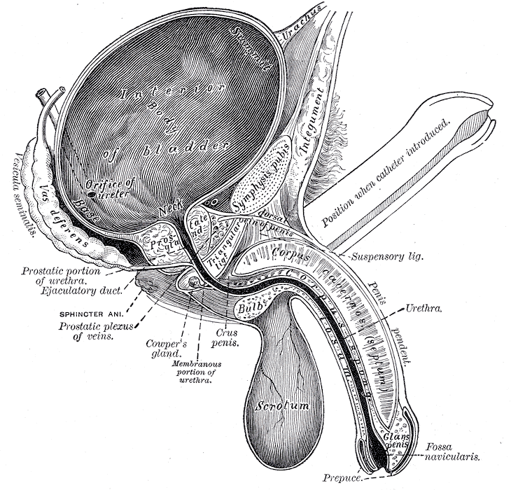 The Penis, Vertical section of bladder, penis, and urethra