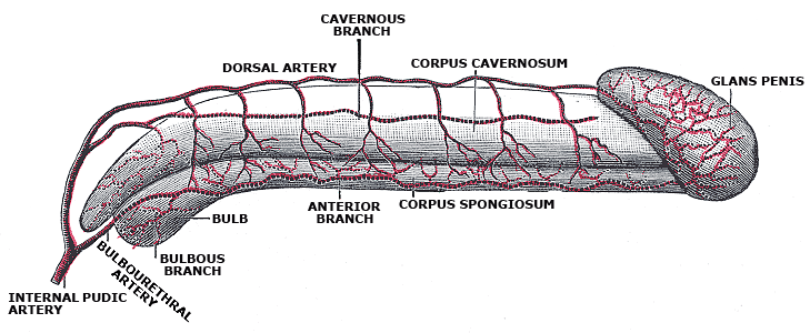 The Penis, Diagram of the arteries of the penis, Corpus Cavernosum, Glans penis, bulbous branch