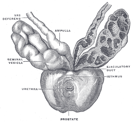 The Prostate, Prostate with seminal vesicles and seminal ducts, viewed from in front and above