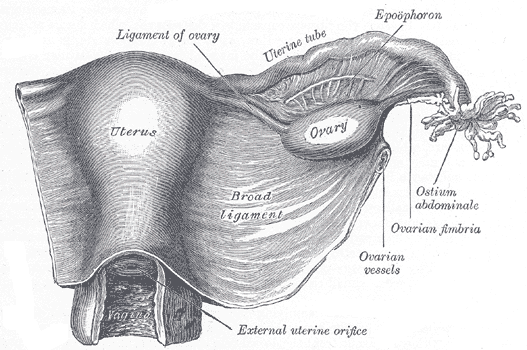 The Female Genital Organs, Uterus and right broad ligament; seen from behind, Uterine Tube, Ovary, Epoophoron, Ovarian Fimbri