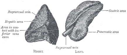 The Chromophil and Cortical Systems, Suprarenal glands; Anterior, Hepatic area, Gastric area, Pancreatic area