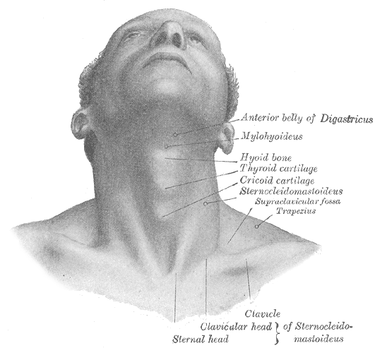 Surface Anatomy and Surface Markings, Front view of neck, Digastricus, Mylohyoideus, Hyoid bone, Thyroid cartilage, Cricoid c