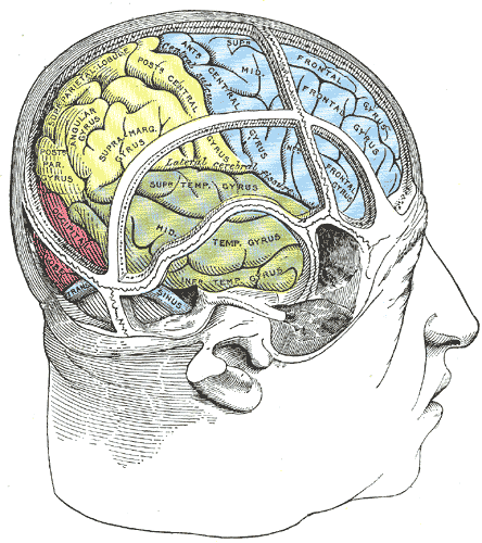 Drawing of a cast by Cunningham to illustrate the relations of the brain to the skull; Temporal Lobe, Occipital lobe, Frontal