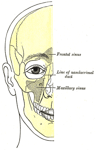 Outline of bones of face; showing position of air sinuses, Frontal sinus, Line of nasolacrimal duct, Maxillary sinus