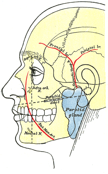 The Surface Markings of Special regions of the Head, Outline of side of face; showing chief surface markings, Mental Nerve, E