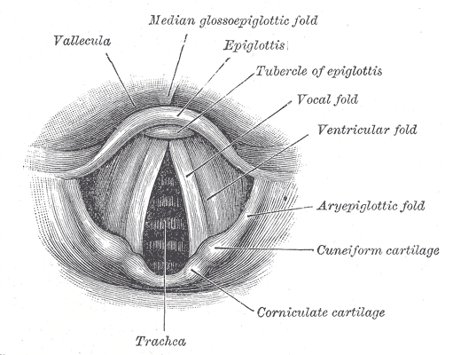 <p>Laryngoscopic view of interior of larynx, Vallecula, Vocal fold, Tubercle of epiglottis, Epiglottis, Trachea, Corniculate 