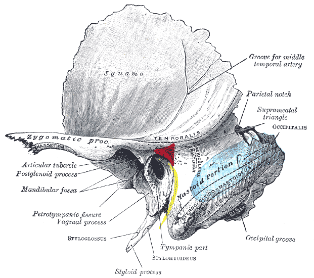 Left temporal bone showing surface markings for the tympanic antrum in red, transverse sinus in blue, and facial nerve in yel