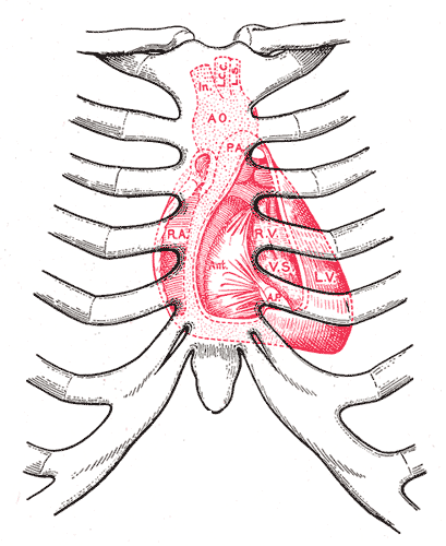 Surface markings of the Thorax, Diagram showing relations of opened heart to front of thoracic wall, Ant; Anterior segment of