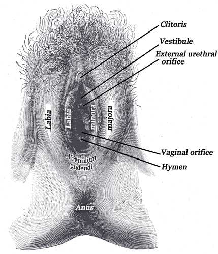 External genital organs of female, The labia minora have been drawn apart, Cliotirs, Vestibule, Urethral orofice, Vaginal ori