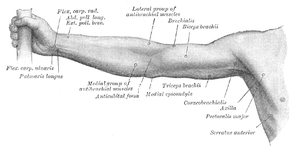 Front of right upper extremity Anatomy, Flexor Carpal Radius, Abductor and Exterior Pollicis Longus and Brevis, Palmaris Long