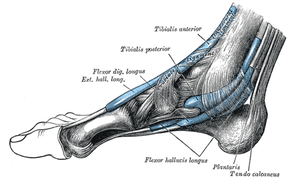 The mucous sheaths of the tendons around the ankle; Medial aspect, Exterior Hallucis Longus, Flexor digitorum longus, Tibiali