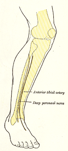 Lateral aspect of right leg; showing surface markings for bones, anterior tibial and dorsalis pedis arteries, and deep perone