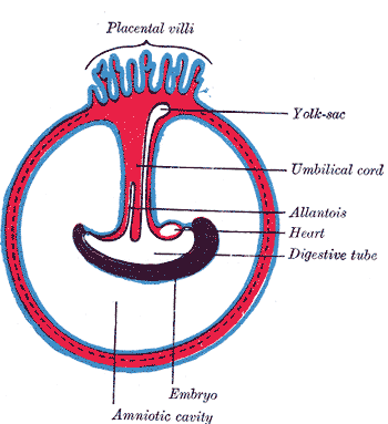 Development of the Fetal membrane and the Placenta, Diagram illustrating a later stage in the development of the umbilical co