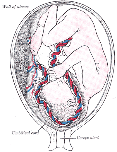 Development of Fetal Membranes and Placenta, Fetus in utero; between fifth and sixth months, Umbilical cord, Cervix uteri