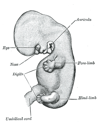 The Branchial Region, Embryo of about six weeks, Umbilical cord, Embryology