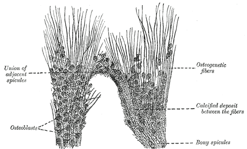 Bone, Part of the growing edge of the developing parietal bone of fetal cat, Osteoblasts