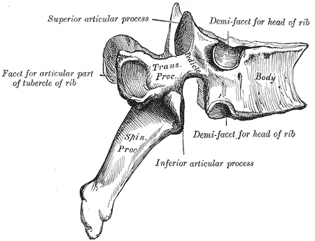 The Thoracic Vertebrae