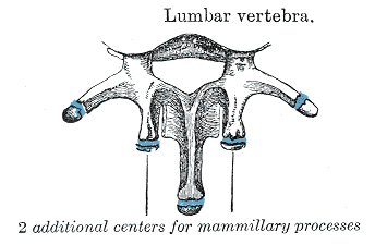 Lumbar Vertebrae