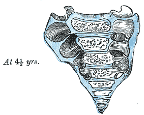 The Sacral Vertebrae, The Sacrum  at four and a half years