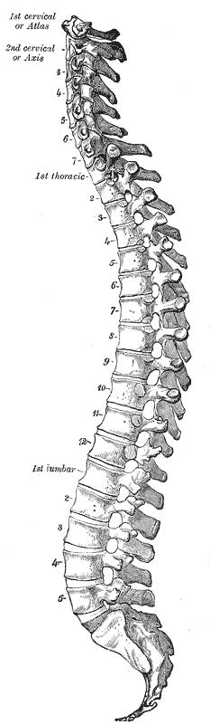 The Vertebral Column as a whole, Vertebral Column; Lateral View