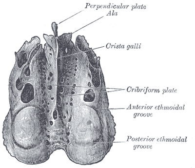 The Ethmoid Bone; From above