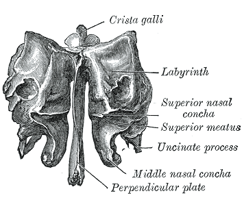 The Ethmoid bone from behind, Crista galli, Labyrinth, Perpendicular plate