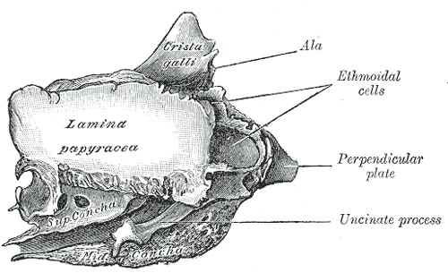 The Ethmoid bone from the right side, Ala, Ethmoidal Cells, Perpendicular plate, Uncinate process, Lamina papyracea