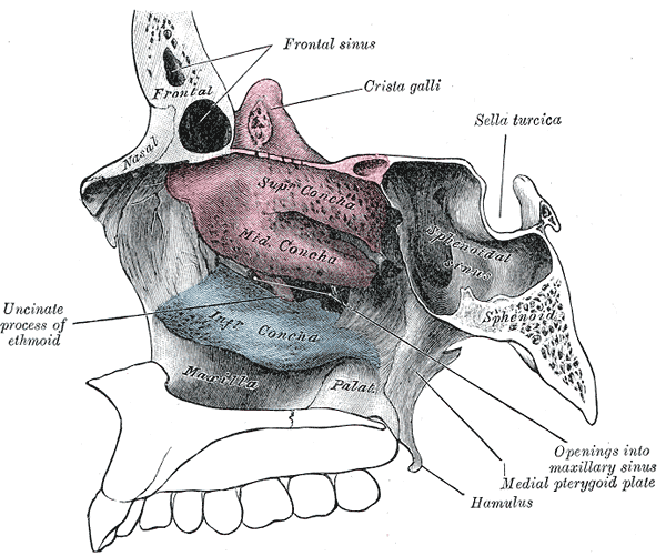 The Lateral wall of nasal cavity; showing ethmoid bone in position, Sella Turcica, Crista galli, Sphenoidal sinus