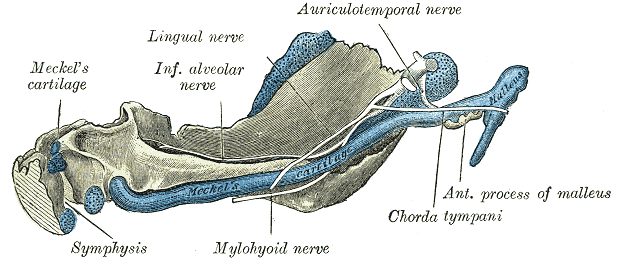 Mandible of human embryo 95 mm long; Inner aspect, Meckel's Cartilage, Mylohyoid nerve, Auriculotemporal nerve, Chorda tympan